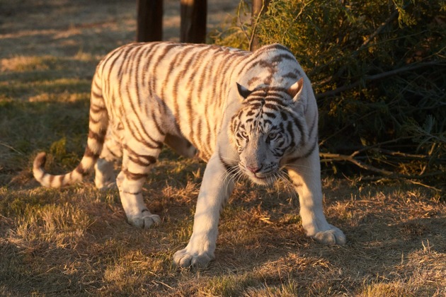 QUATRE PATTES sauve deux jeunes tigres d’une captivité cruelle en Slovaquie