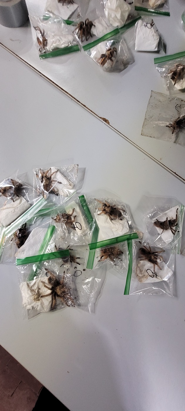 HZA-K: Kölner Zoll findet knapp 640 Vogelspinnen, Skorpione, Hundertfüßer und Käfer im Koffer eines Amerikaners / Rund 18.000 Euro Wert - Strafverfahren eingeleitet