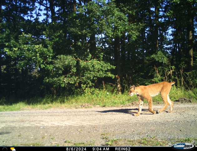 Luchsbericht 2024/25: Erneut Luchsnachwuchs im Reinhardswald