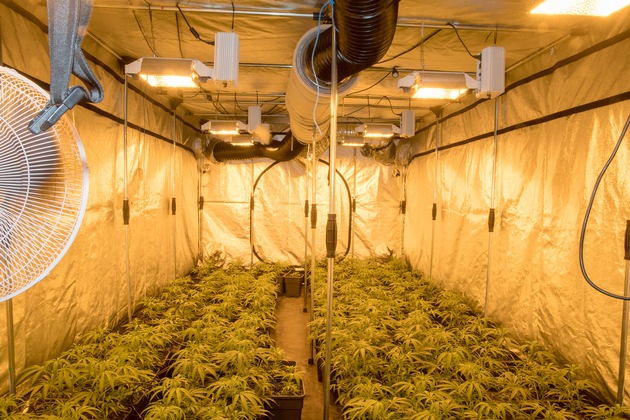 POL-D: Wersten - Ermittler heben Marihuana-Plantage aus - 240 Pflanzen sichergestellt - Festnahmen - Betreiber in Untersuchungshaft