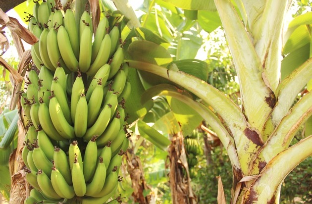 GLOBALG.A.P.: GLOBALG.A.P., World Banana Forum und REWE Group fordern Kampf gegen Bananen-Erreger