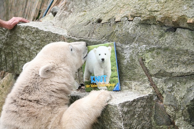 Ravensburger Buchverlag: Das offizielle Knut-Buch ist da