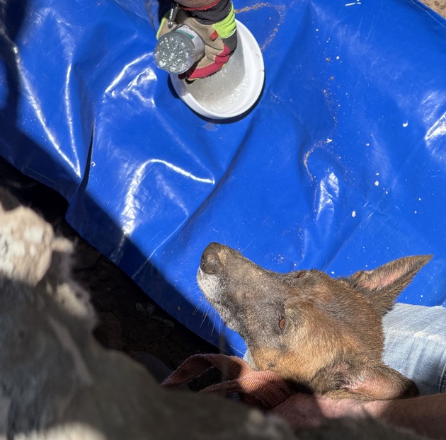 FW Dresden: Aufwändige Tierrettung gelingt - Hündin "Mara" wurde gerettet