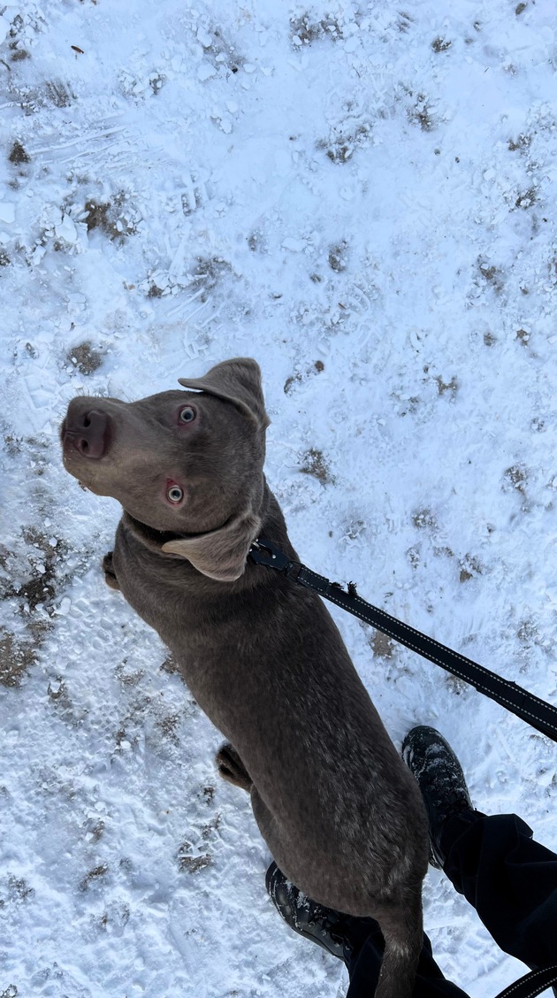 LPI-EF: Hundehalter gesucht