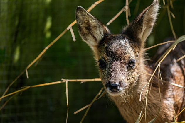 Passage &agrave; l&rsquo;heure d&rsquo;&eacute;t&eacute;: un d&eacute;fi pour les animaux de compagnie et la faune sauvage