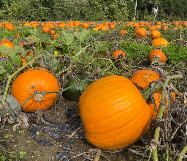 28. Herbsttagung im Naturmuseum «Der Boden – das Universum unter unseren Füssen»