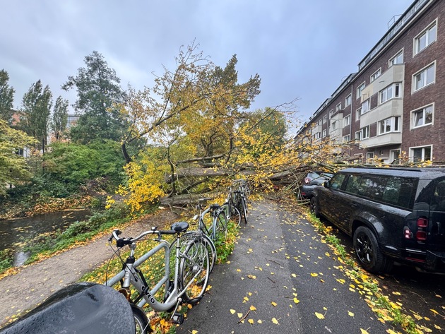 FW-D: Sturmböen über Düsseldorf: 50 Meter Baum stürzte auf neun geparkte Fahrzeuge