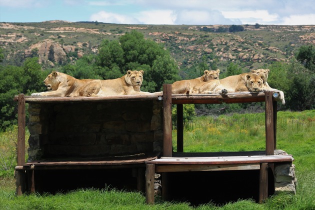 QUATRE PATTES fête la réouverture du refuge pour grands félins LIONSROCK en Afrique du Sud