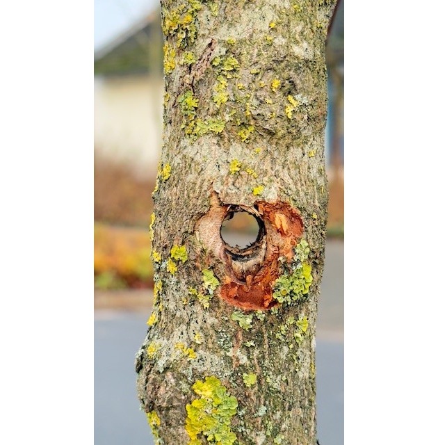 POL-OS: Bad Laer: Kuriose Sachbeschädigung an Verkehrsinselbaum - Zeugen gesucht