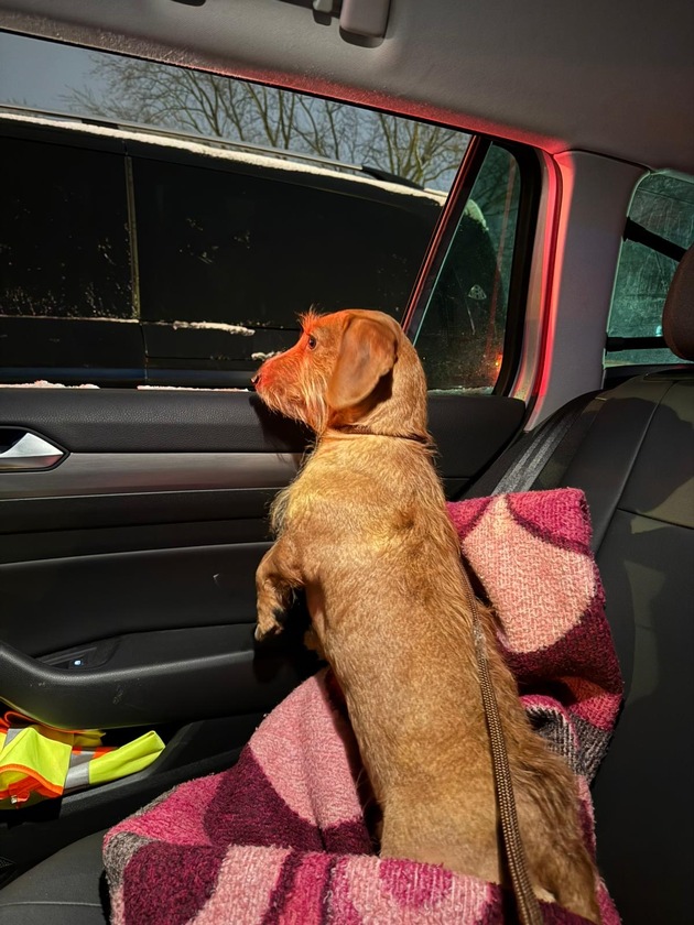 POL-NMS: 260108-2-pdnms Wer kennt den Dackel in Neum&uuml;nster ?