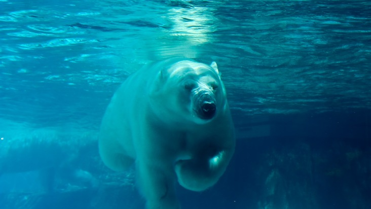 Verband der Zoologischen Gärten (VdZ): Beim Artenschutz nicht trödeln / Zooverband fordert schnelle Umsetzung des neuen Weltnaturschutzabkommens