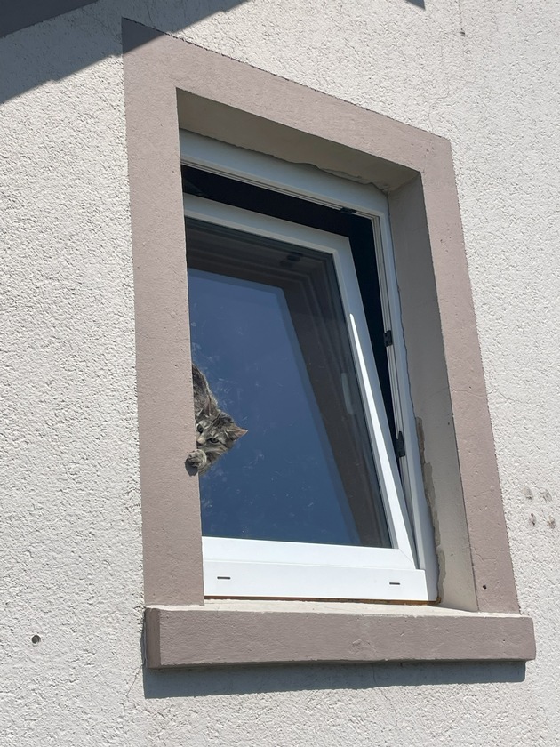 FW Lage: TH0/Tier klein: Katze klemmt im gekippten Fenster - 10.05.2025 - 11:27 Uhr