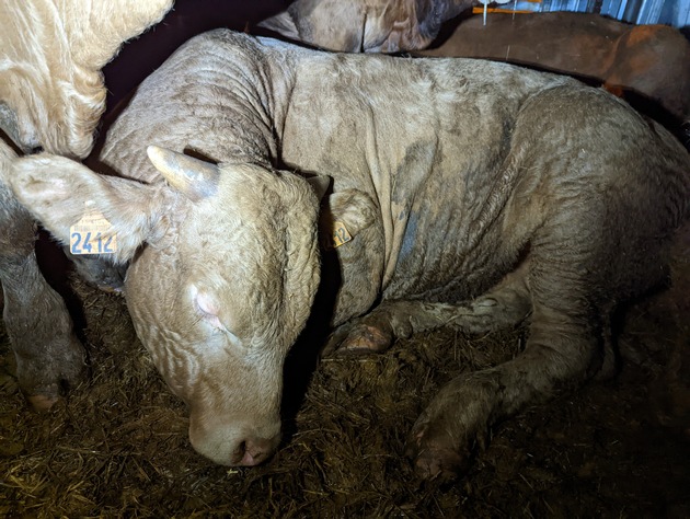 Eine Tortur, die auf einem Teller in einem Touristenressort endet: Kälbertransporte auf die Kanarischen Inseln