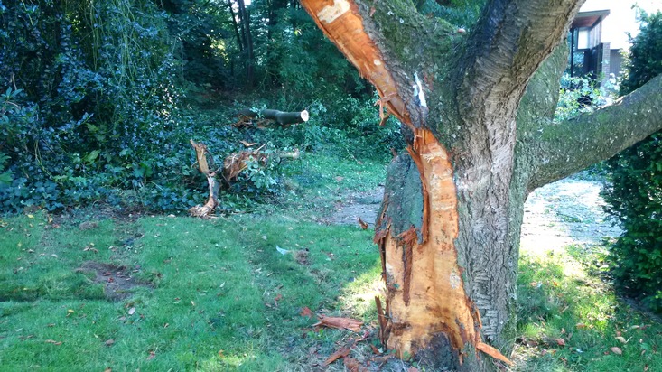 FW-KLE: Baum landet auf PKW