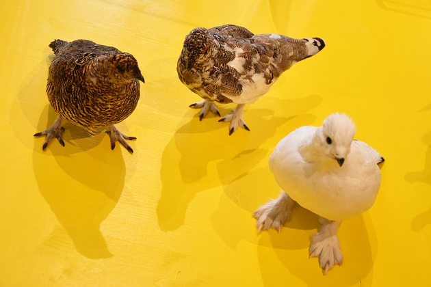 Neue Sonderausstellung &laquo;H&uuml;hner &ndash; untersch&auml;tztes Federvieh&raquo; im Naturmuseum SO