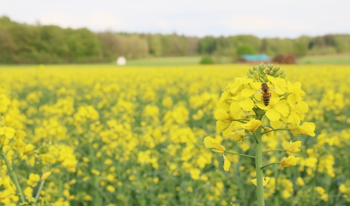 Kein böser Kampf: Wie sich Honig- und Wildbienen ergänzen