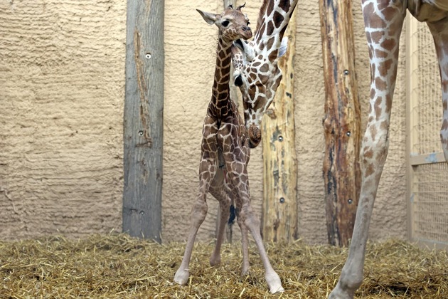 Radio Regenbogen und der Zoo Karlsruhe suchen dringend Namen für Giraffen-Baby