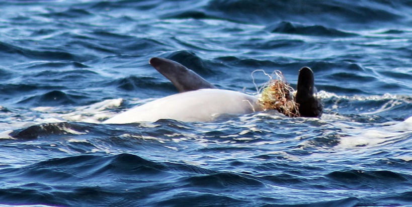 Irland: Delfine und Wale sollen nicht länger in Geisternetzen sterben