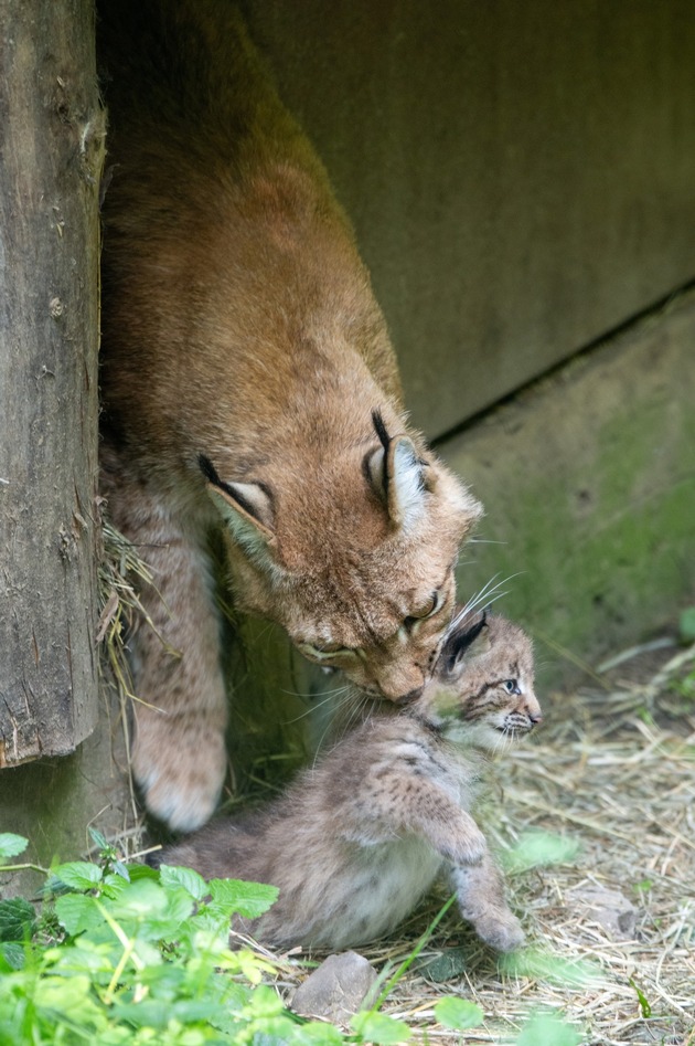 Jöö-Alarm im Natur- und Tierpark Goldau: Luchs-Nachwuchs zeigt sich erstmals