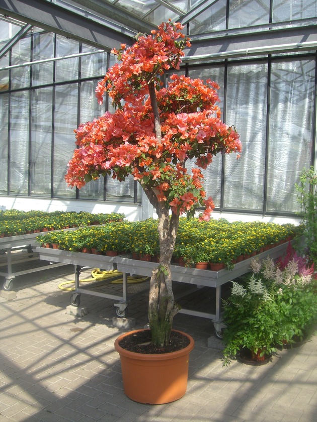 POL-HI: Zwölf Bougainvillea gestohlen. Gärtnereibetrieb setzt Belohnung aus.