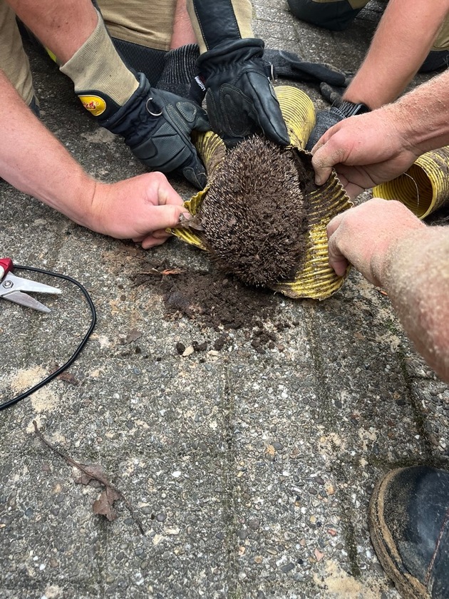 FW Bremerhaven: Technische Tierrettung in Buschk&auml;mpen - Feuerwehr befreit Igel aus Drainageleitung