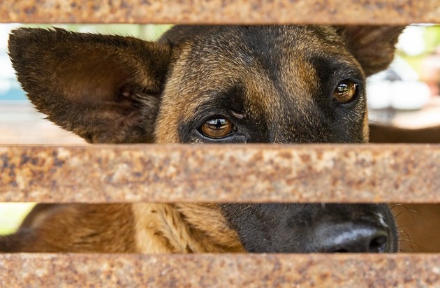 VIER PFOTEN - Stiftung für Tierschutz: VIER PFOTEN schliesst Hunde-Schlachthaus in Kambodscha / Zwei der geretteten Hunde waren über zwei Jahre in einem engen Käfig eingesperrt
