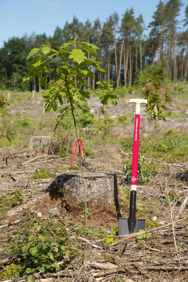 Telekom pflanzt 1.500 Bäume in Bad Honnef