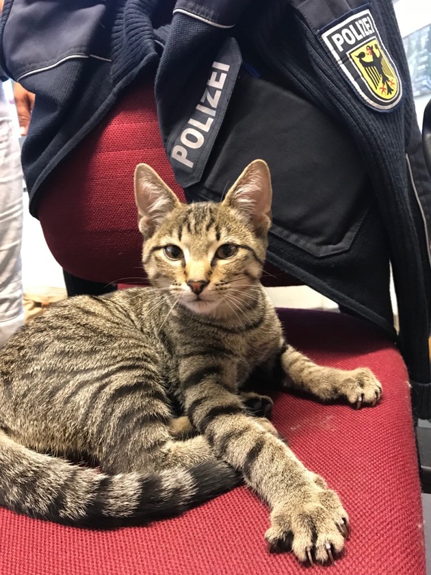 BPOLI-WEIL: Katze in Garage des Bundespolizeirevieres gefunden