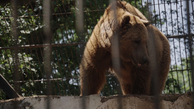 QUATRE PATTES accueille Dunbar, un ours presque aveugle, dans la FORÊT DES OURS d’Arbesbach