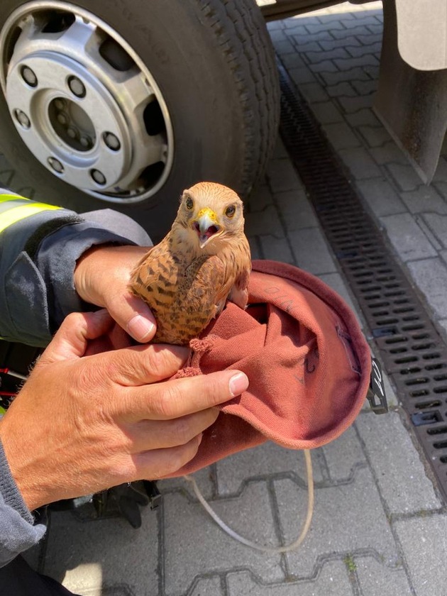 FW-WRN: Zweimal Tierrettung: Falke aus Schornstein und Rehbock aus Zaun gerettet