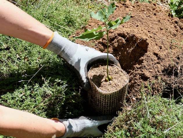 Sommerpflanzung mit innovativen Eichen-Netzlingen im Th&uuml;ringer Wald