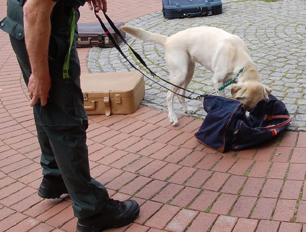 ZOLL-E: Rauschgiftdeal in Gelsenkirchen geplatzt
- Zollfahndung Essen stellt 133 Kilogramm Marihuana sicher