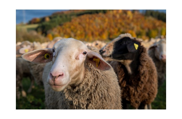 "Tricoter avec le coeur" - QUATRE PATTES sort son classement des marques de laine exempte de mulesing