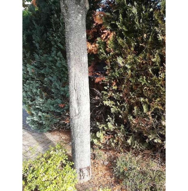 POL-GF: Baum auf einer öffentlichen Pflanzinsel angesägt