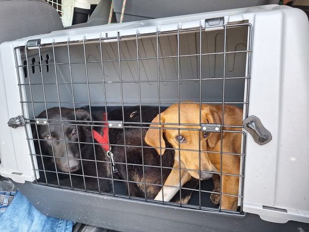 BPOLI C: Erneuter Tiertransport an Grenze festgestellt