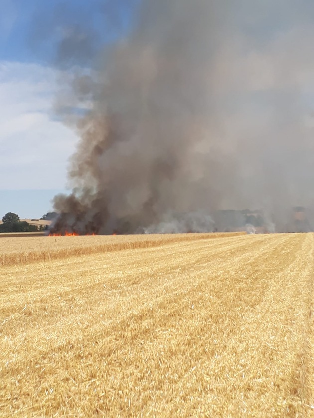 FW Borgentreich: Brennt ein Gerstenfeld in Großeneder. Die Rauchwolke war weithin zu sehen.