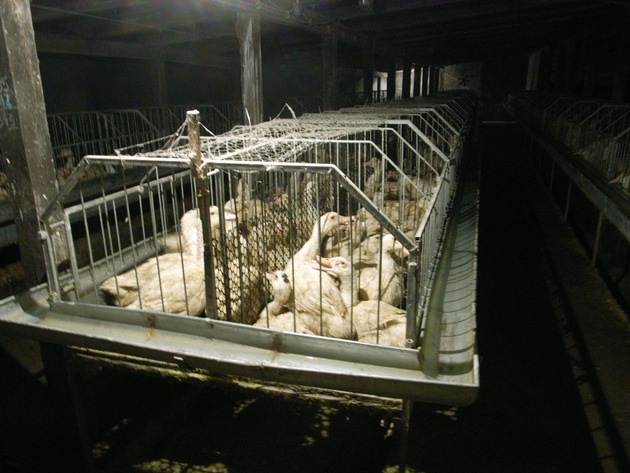 L’interdiction d’importer du foie gras subit un nouveau revers