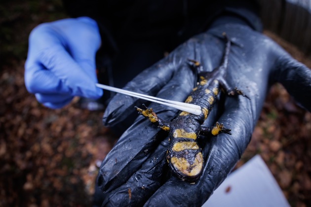 Tödlicher Salamander Pilz im Nationalpark Kellerwald-Edersee nachgewiesen