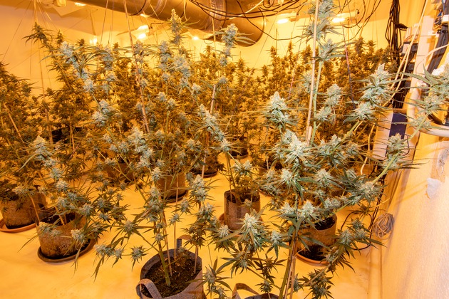 POL-D: Wersten - Drogenermittler finden Cannabisplantage in Wohnhaus - Tatverdächtiger festgenommen