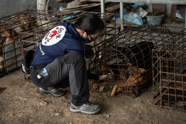 Eine Million getötete Hunde: VIER PFOTEN schliesst Schlachthaus in Kambodscha
