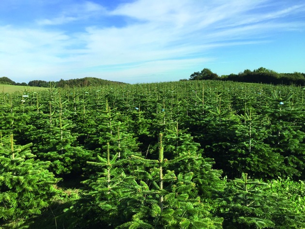 Weihnachtsbaumverkauf 2025 bei BAUHAUS