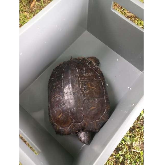 POL-HM: Eigentümer einer Fundschildkröte gesucht