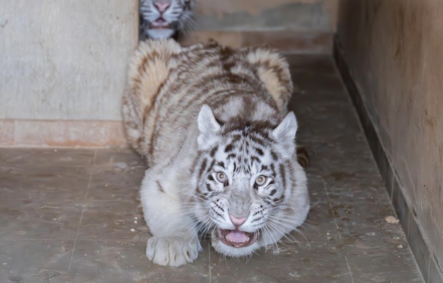 QUATRE PATTES sauve deux jeunes tigres d’une captivité cruelle en Slovaquie