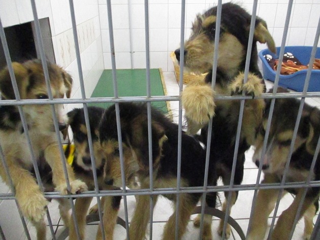 BPOLI C: Illegaler Hundetransport gestoppt