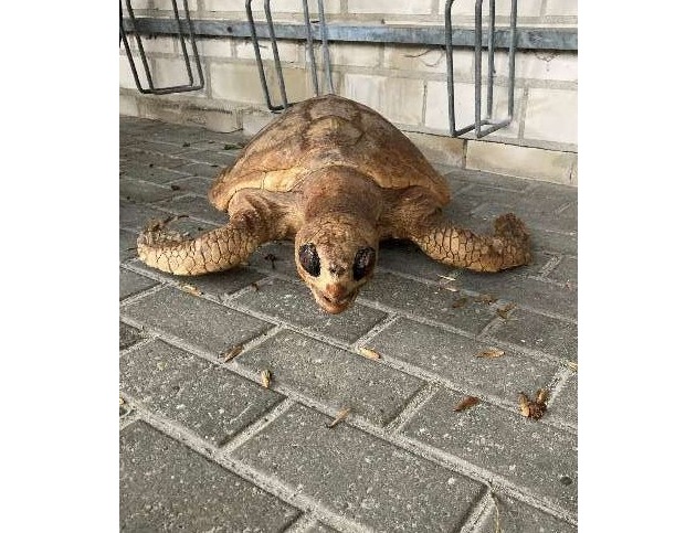 POL-EL: Papenburg - Präparierte Schildkröte vermutlich entsorgt