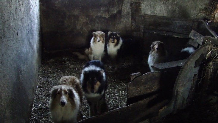 Dem Leid von Hundewelpen auf der Spur / VIER PFOTEN und die Stiftung für das Tier im Recht (TIR) kämpfen vereint gegen den illegalen Welpenhandel