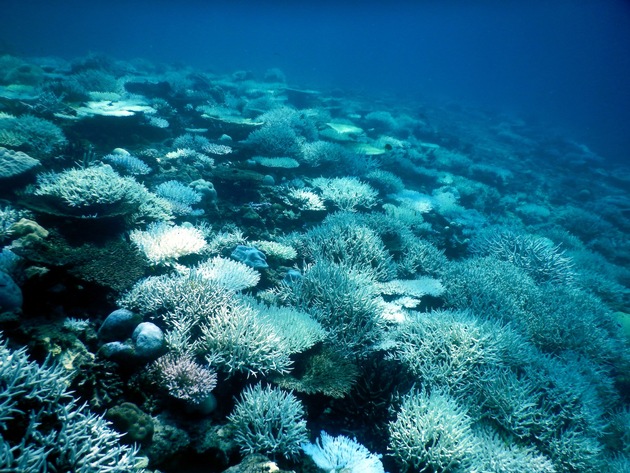 Jungkorallen geben Einblick in die Erholung nach Korallenbleiche
