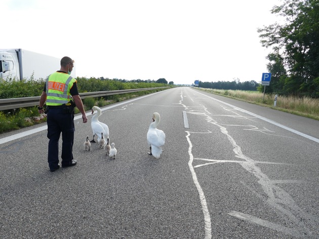 POL-FR: Tiere - Schwanenfamilie auf Abwegen - Autobahn musste kurzfristig gesperrt werden - Tiere konnten sicher zu angrenzendem Baggersee geleitet werden