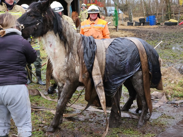 FW Lehrte: Pony wird durch Feuerwehr aus misslicher Lage befreit.