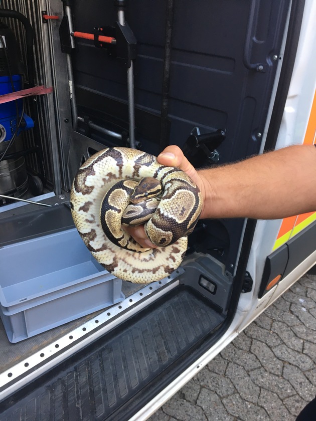 FW-D: Reptilienfachmann der Feuerwehr Düsseldorf fängt Königspython ein - Artgeschütztes Reptil an einen Tierpark übergeben